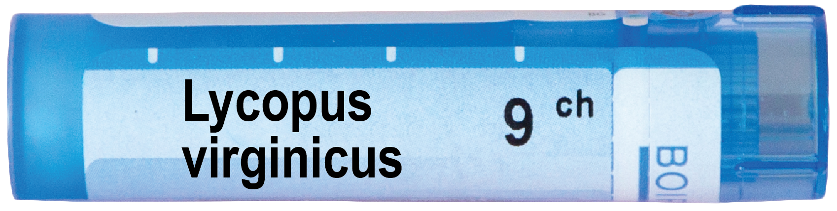 Lycopus Virginicus 9 CH
